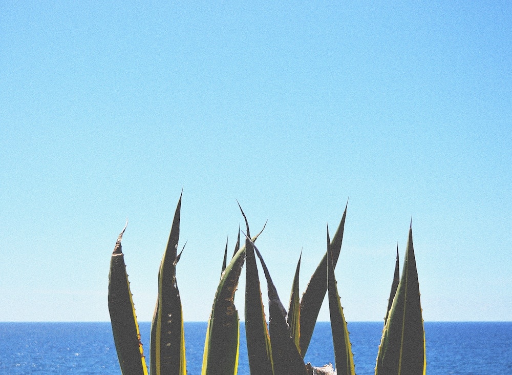 Vegetação à beira-mar em Olhão, Algarve, Portugal